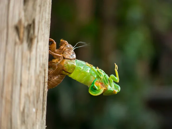 Olvadt Cicada Fiatal Rovar — Stock Fotó