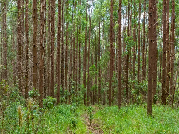 ブラジルのユーカリ植林地 — ストック写真