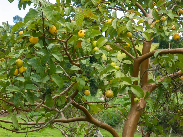 Guava Tree Lot Mature Green Fruits — Stock Photo, Image