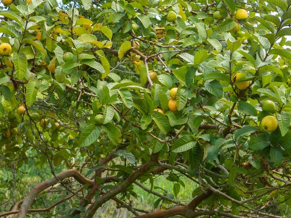 Árbol Guayaba Con Muchos Frutos Maduros Verdes — Foto de Stock