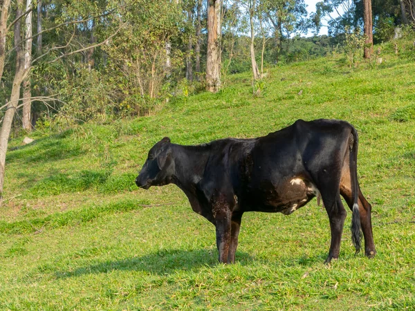 Oxen Que Vive Livre Arquivado Gado — Fotografia de Stock