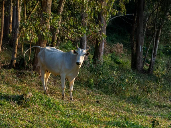 Oxen Que Vive Livre Arquivado Gado — Fotografia de Stock