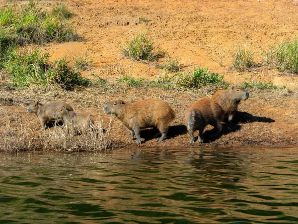 Capybara Estado Salvaje Agua Frontera Playa Río Presa — Foto de Stock