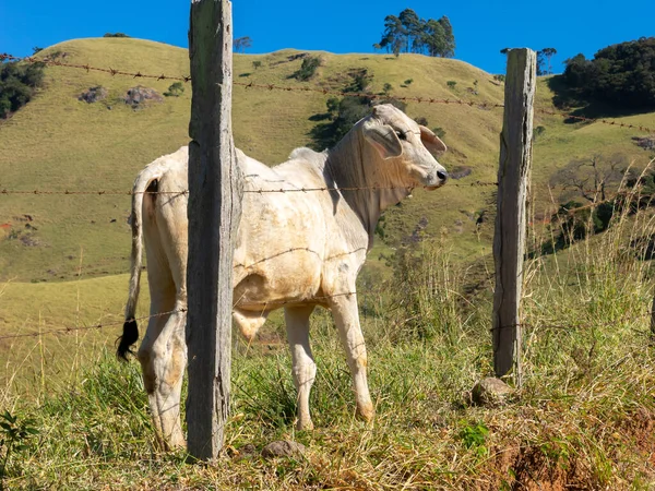 Giovani Buoi Che Vivono Liberi Nel File Bestiame Bestiame — Foto Stock