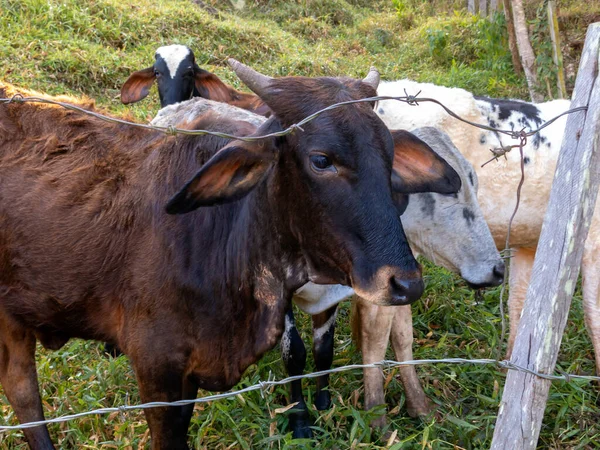 Giovani Buoi Che Vivono Liberi Nel File Bestiame Bestiame — Foto Stock