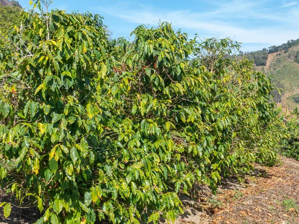 Arabica Coffee trees in coffee plantation in Brazil - organic agriculture