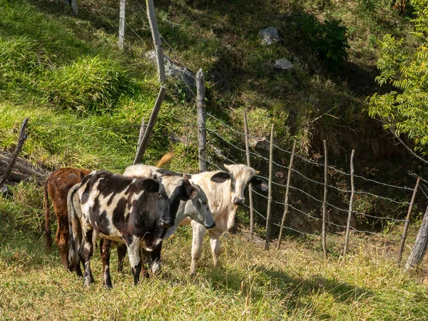 Giovani Buoi Che Vivono Liberi Nel File Bestiame Bestiame — Foto Stock