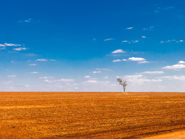Isolated tree in a devastated land