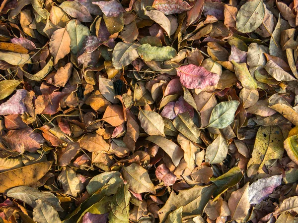 Multicolored Leaves Pattern Texture — Stock Photo, Image