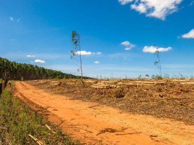 Brezilya 'da okaliptüs tarlasında harap olmuş arazi