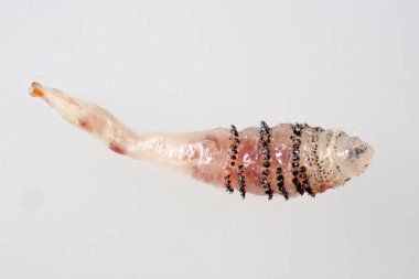 İnsan sineği larvası - Dermatobia hominis