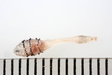 İnsan sineği larvası - Dermatobia hominis