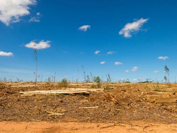 Brezilya Okaliptüs Tarlasında Harap Olmuş Arazi — Stok fotoğraf