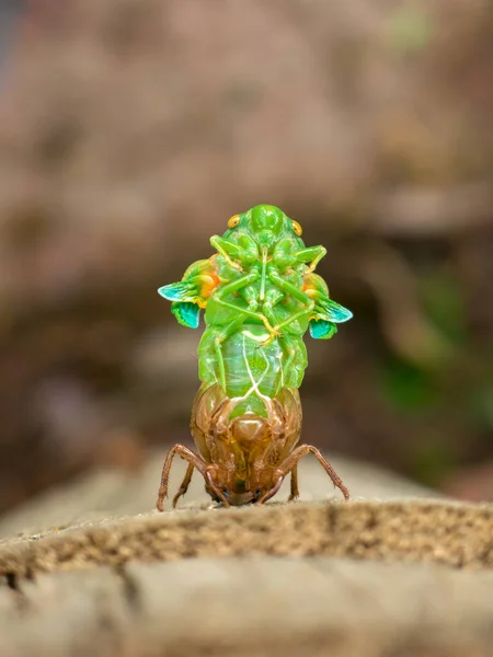 Olvadt Cicada Fiatal Rovar — Stock Fotó