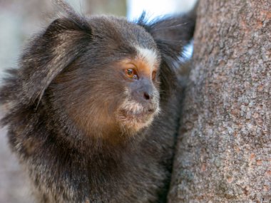 Marmoset portresi çok yakın.