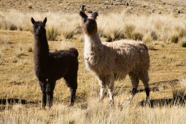 Lama Bolivya 'da vahşi bir hayvan