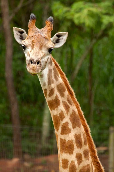 Giraff Giraffa Camelopardalis Djurpark — Stockfoto