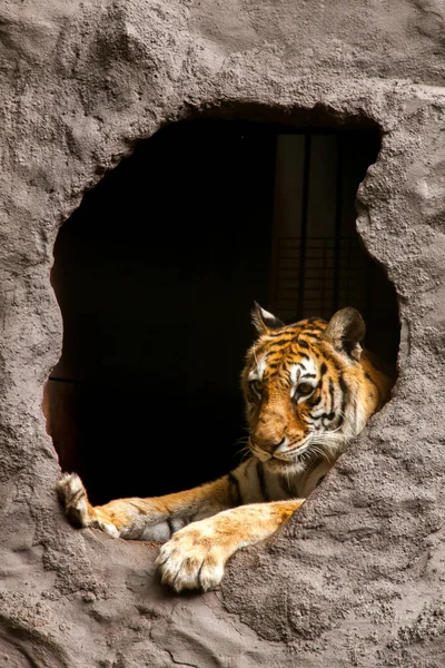 Tygrys Bengalski Królewski Tygrys Panterski — Zdjęcie stockowe