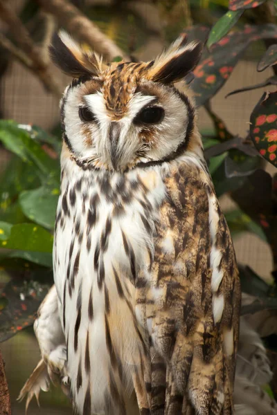 Gestreepte Uil Pseudoscops Clamator — Stockfoto