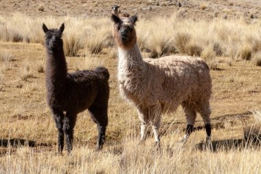 Bolivya 'nın vahşi doğasında Lama - altiplano - vicuna alpaka lama