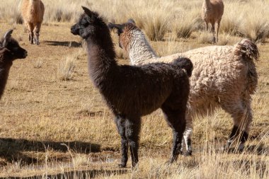 Bolivya 'nın vahşi doğasında Lama - altiplano - vicuna alpaka lama