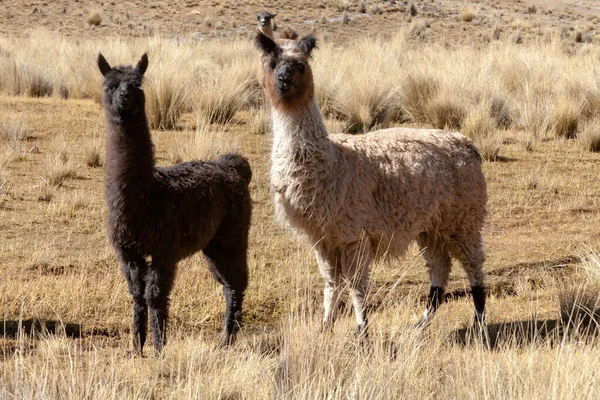 Lama Divočině Bolívijské Vrchovině Altiplano Vicuna Alpaca Lama — Stock fotografie