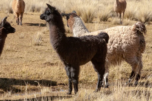 Lama Det Vilda Bolivia Höglandet Altiplano Vicuna Alpaca Lama — Stockfoto