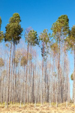 Arka planda mavi gökyüzü olan okaliptüs ağaçları fidanlığı
