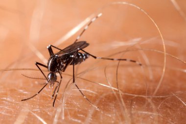 Dang, zika ve chikungunya humması (aedes aegypti) insan derisi üzerinde