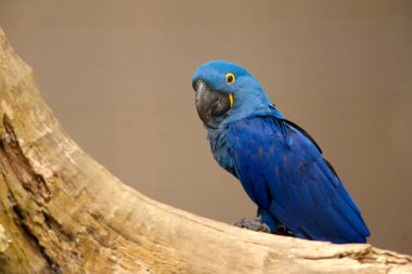 Anodorhynchus learn i - Lears macaw