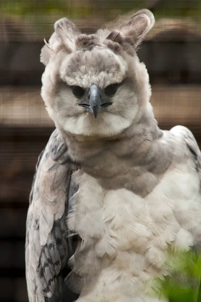 American Harpy Eagle Harpia Harpyja — Stock Photo, Image