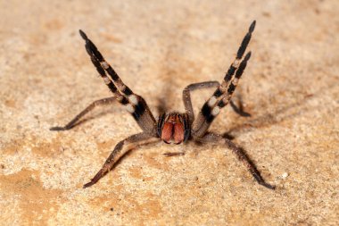 Brezilya gezgin örümceği - tehlikeli Phoneutria Ctenidae