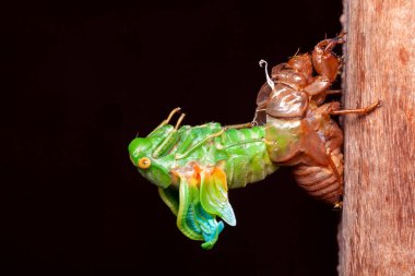 Cicada molting exuvia emerging shell clipart
