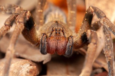 Brezilya gezgin örümceği - tehlikeli Phoneutria Ctenidae