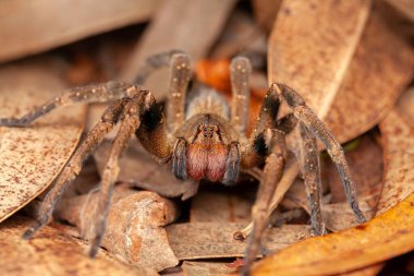 Brezilya gezgin örümceği - tehlikeli Phoneutria Ctenidae