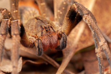 Brezilya gezgin örümceği - tehlikeli Phoneutria Ctenidae