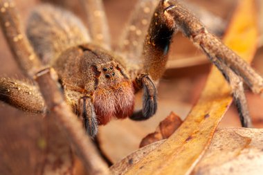 Brazilian wandering spider - danger poisonous Phoneutria Ctenidae clipart