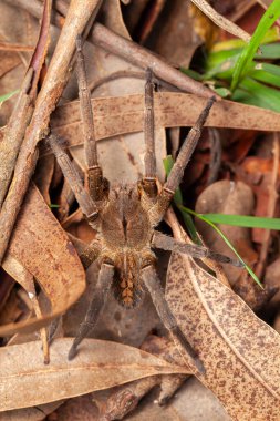 Brazilian wandering spider - danger poisonous Phoneutria Ctenidae clipart