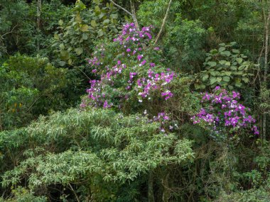 Tibouchina granulosa mevsimlik çiçekleri yeşil ormanda kontrastlı ağaçlar