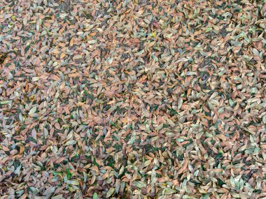 Yer desenli arkaplanda bırakır