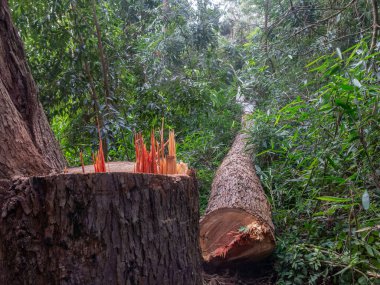 Cut tree eucaliptus deforestation clipart