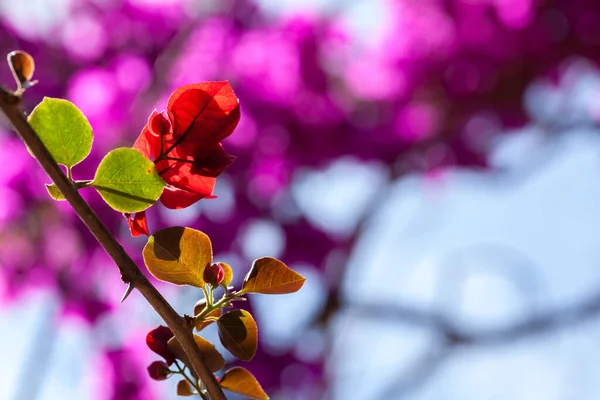 Red bougainvillea flowers - ornamental flower