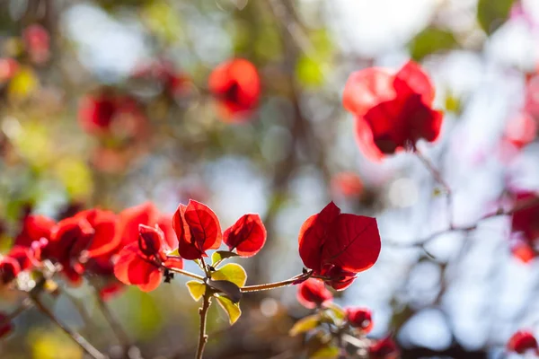 Red Bougainvillea Flowers Ornamental Flower — Stock Photo, Image