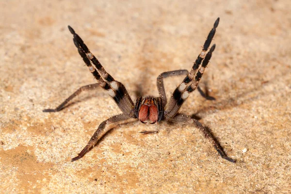 Aranha Errante Brasileira Perigo Venenoso Foneuria Ctenidae — Fotografia de Stock