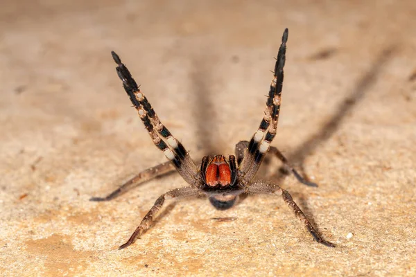 Aranha Errante Brasileira Perigo Venenoso Foneuria Ctenidae — Fotografia de Stock