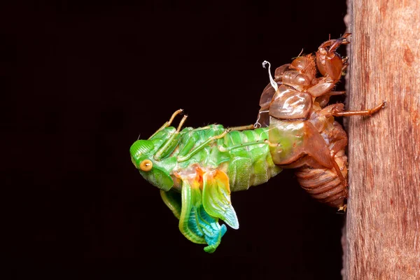 Cicada Ömsning Exuvia Framväxande Skal — Stockfoto