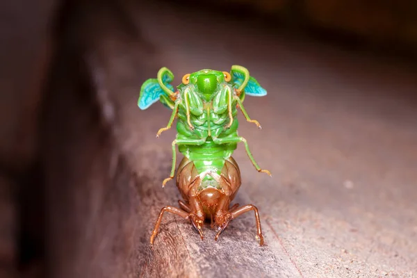 Cicada Lililting Exuvia Wyłaniające Się Powłoki — Zdjęcie stockowe