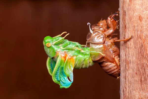 Cicada Lililting Exuvia Wyłaniające Się Powłoki — Zdjęcie stockowe