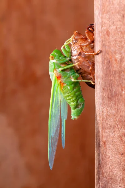 Cicada Moldagem Exuvia Concha Emergente — Fotografia de Stock