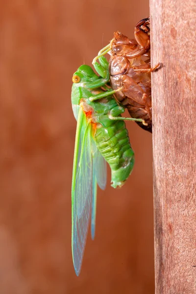 Cicada Moldagem Exuvia Concha Emergente — Fotografia de Stock